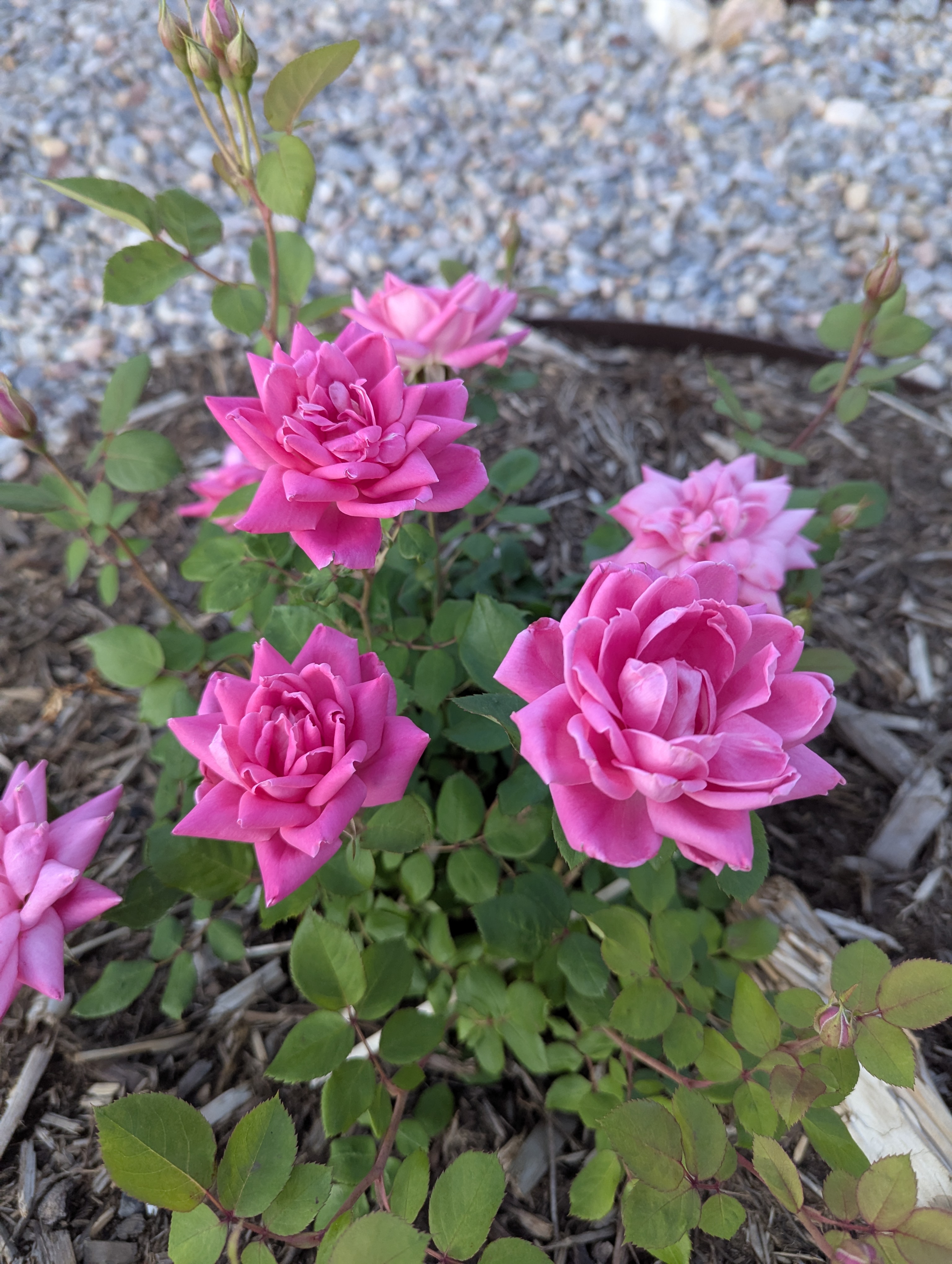 Garden, Flowers, Morrison, Colorado